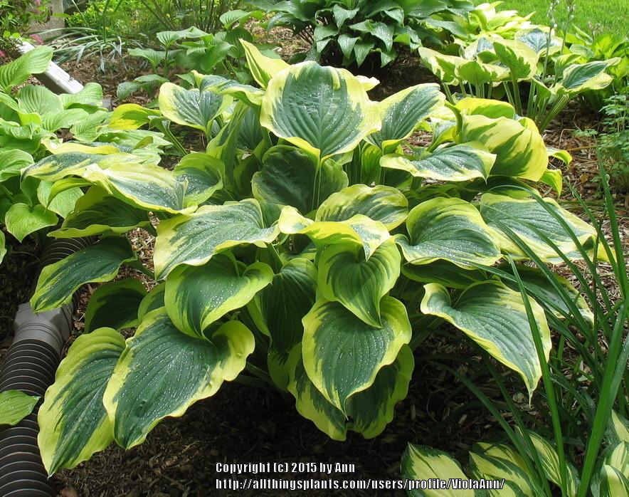 Photo of Hosta 'Liberty' uploaded by ViolaAnn