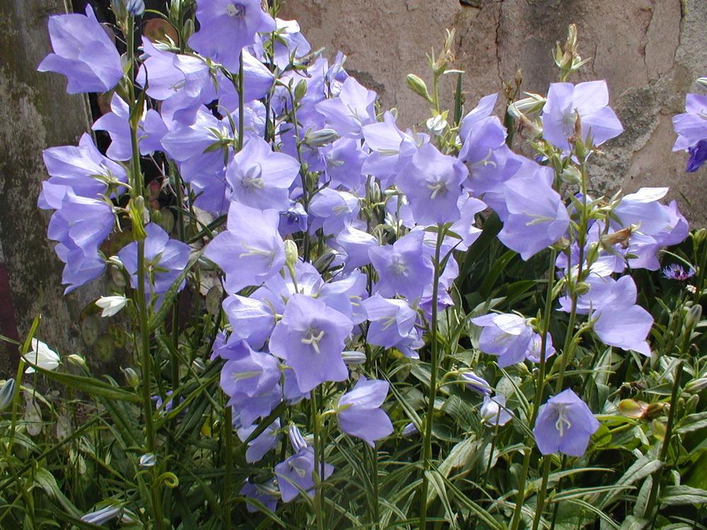 Photo of Peach-Leaved Bellflower (Campanula persicifolia) uploaded by admin