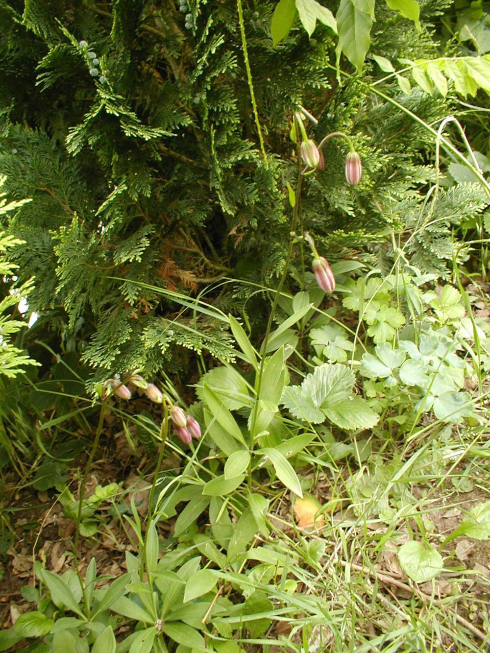 Photo of Martagon Lily (Lilium martagon) uploaded by admin