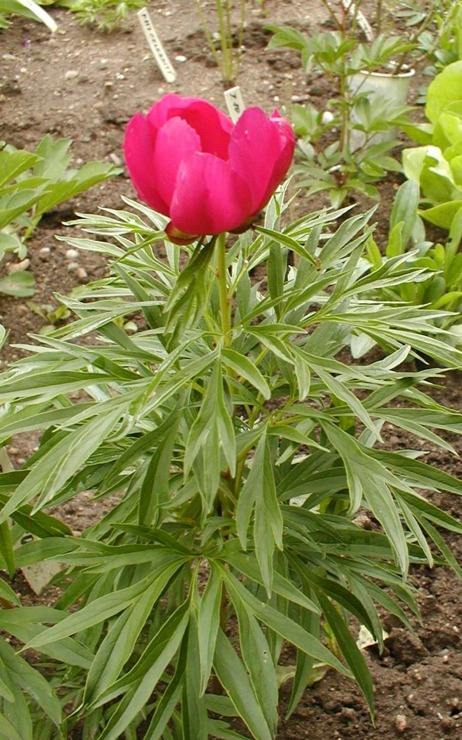 Photo of Hybrid Fern Leaf Peony (Paeonia 'Early Scout') uploaded by admin
