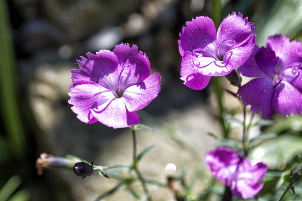 Photo of Dianthus Kahori® uploaded by admin