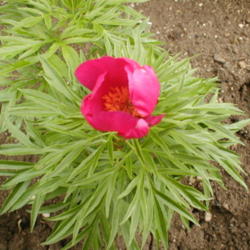 Location: CZ Sirem My garden
Date: 4000-06-24
The first flower