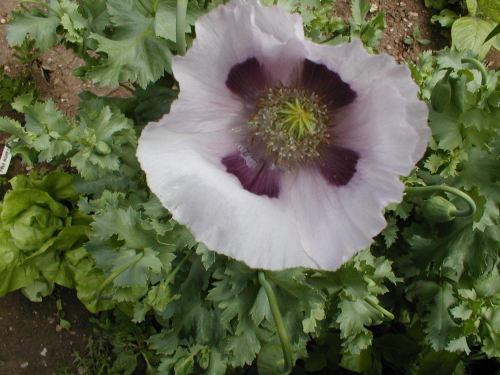 Photo of Opium Poppy (Papaver somniferum) uploaded by admin