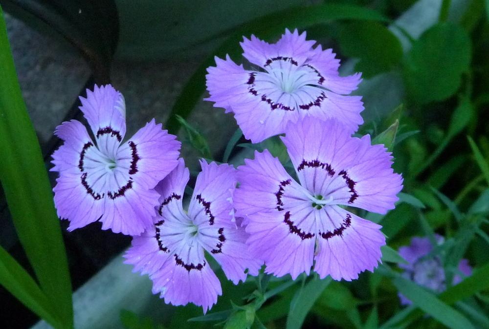 Photo of Amur Pink (Dianthus chinensis 'Siberian Blues') uploaded by gardengus