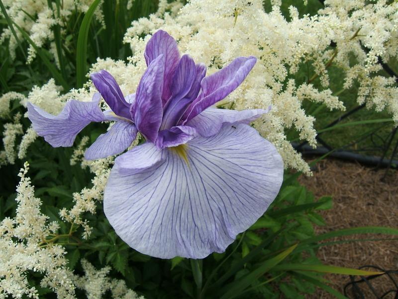 Photo of Japanese Iris (Iris ensata 'Oregon Marmalade') uploaded by pirl