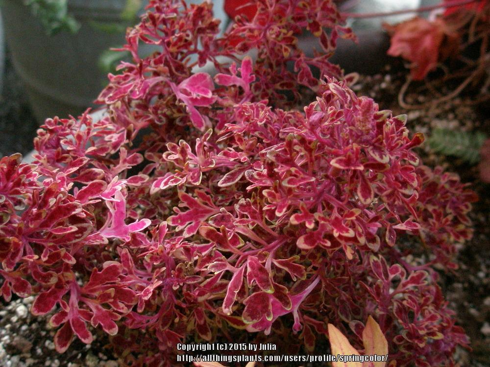 Photo of Coleus (Coleus scutellarioides Tidbits™ Timmy) uploaded by springcolor