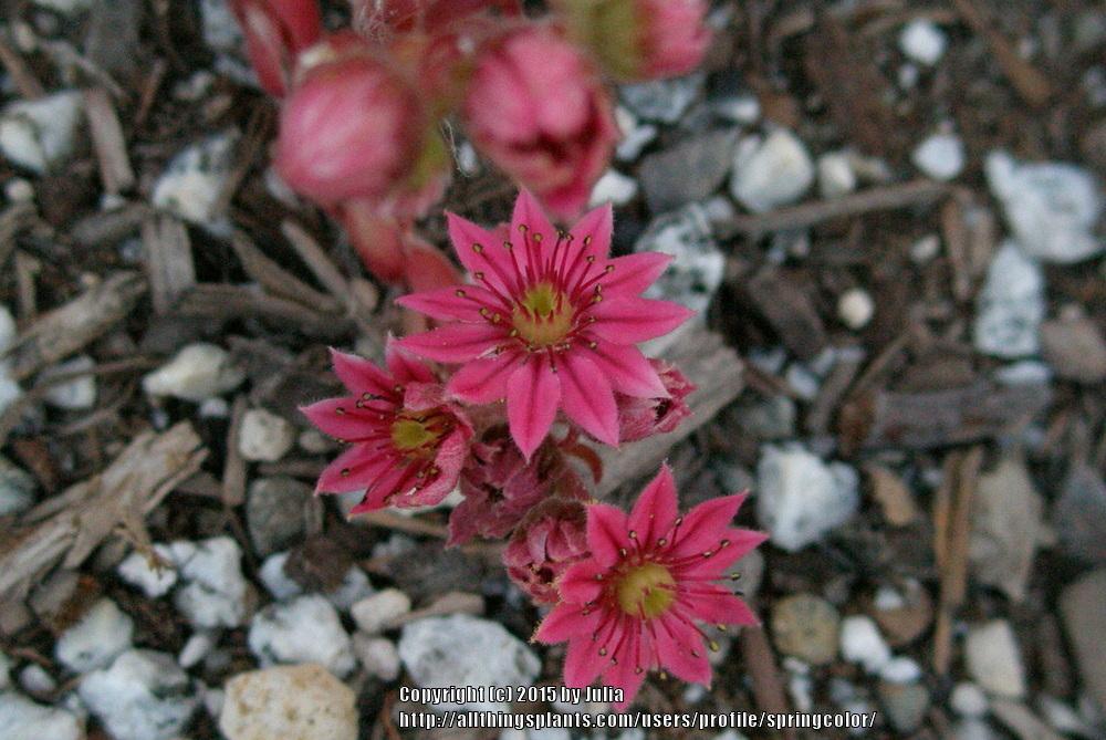 Photo of Hen and Chicks (Sempervivum arachnoideum 'Cobweb Buttons') uploaded by springcolor
