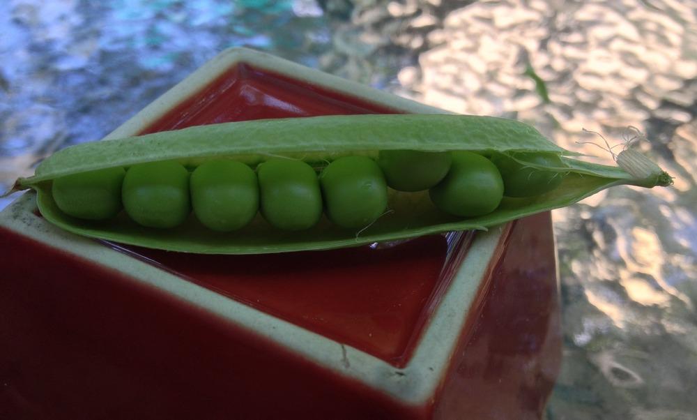 Photo of Snap Pea (Lathyrus oleraceus 'Sugar Ann') uploaded by Anderwood