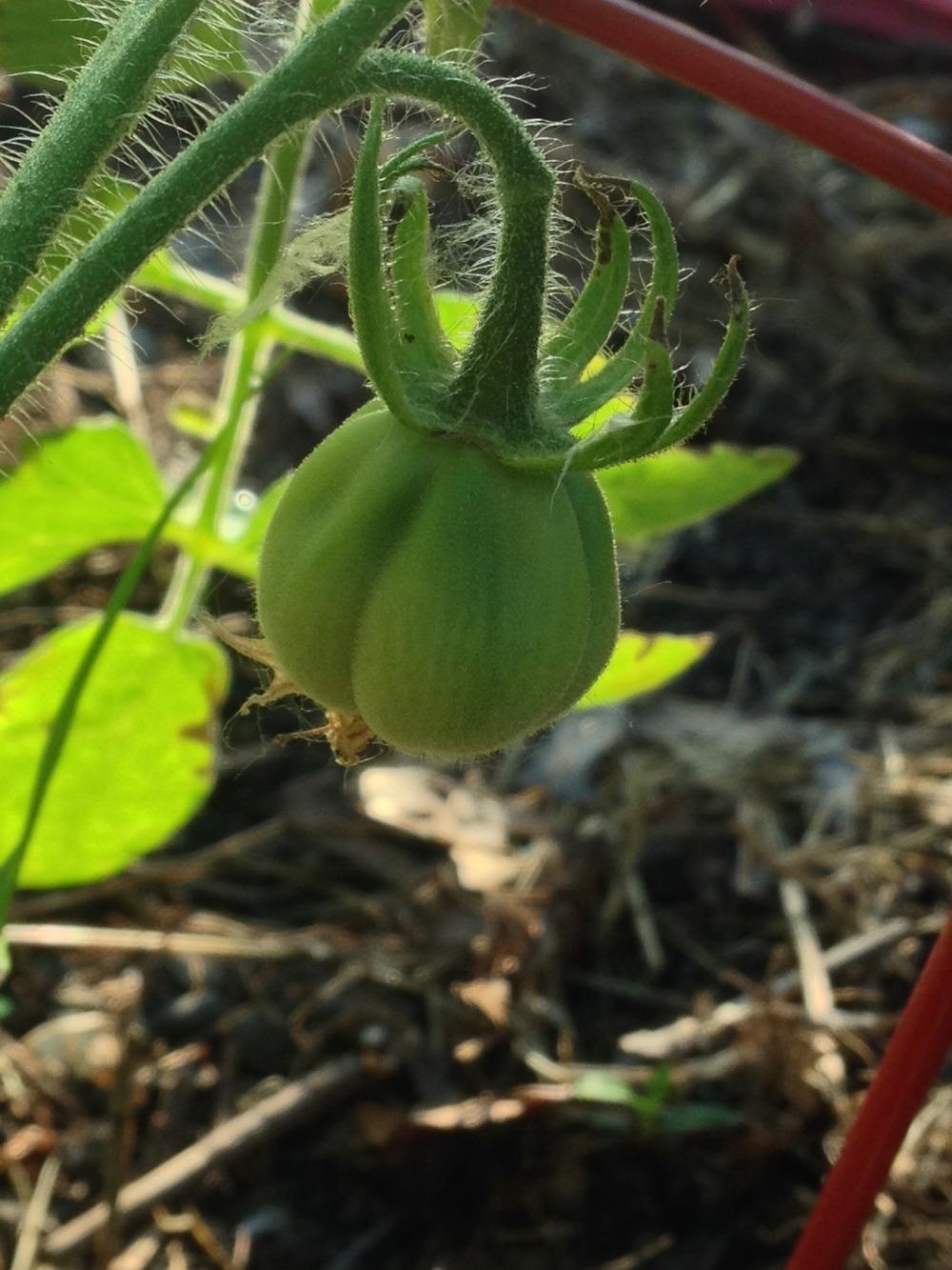 Photo of Tomato (Solanum lycopersicum 'Cuor di Bue') uploaded by Anderwood