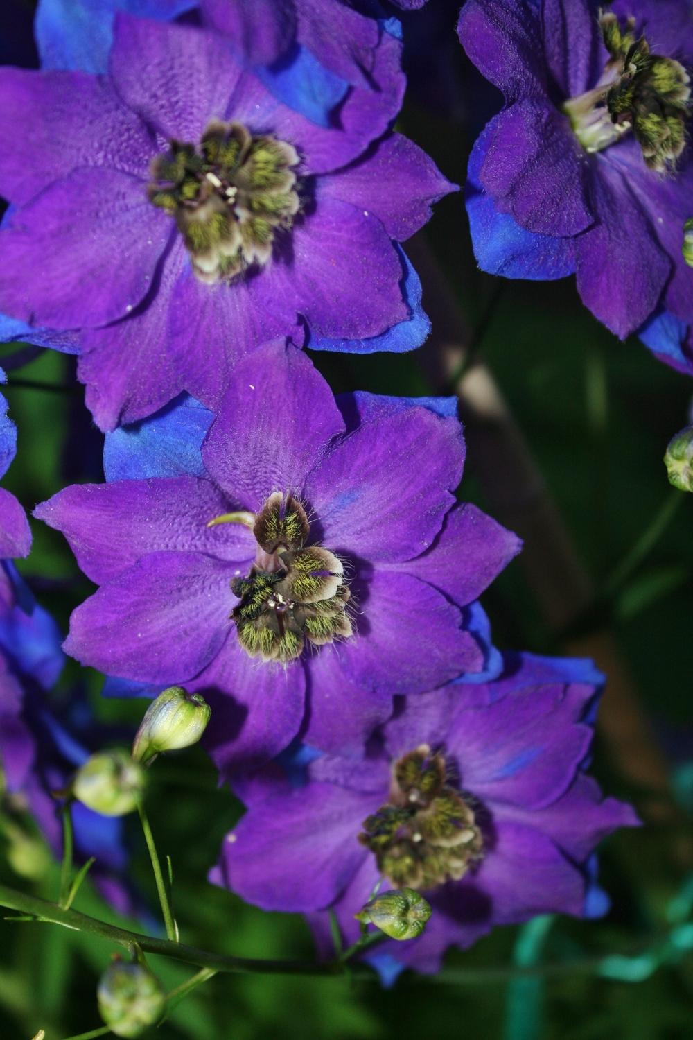 Photo of Delphiniums (Delphinium) uploaded by Daylilybaby