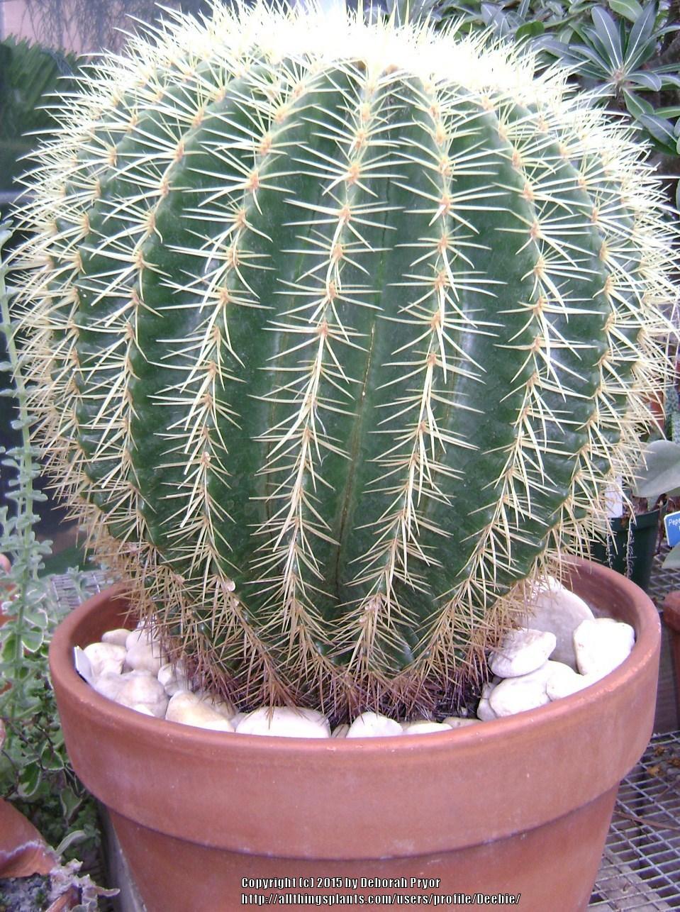 Photo of Golden Barrel Cactus (Kroenleinia grusonii) uploaded by Deebie