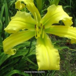 
Photo Courtesy of O'Bannon Springs Daylilies.
