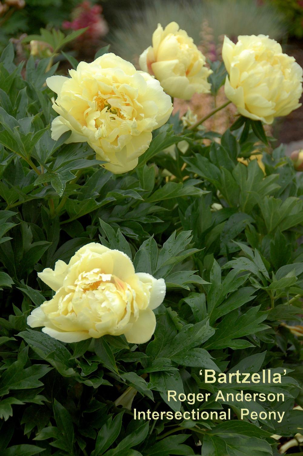 Photo of Intersectional Peony (Paeonia 'Bartzella') uploaded by Mikey