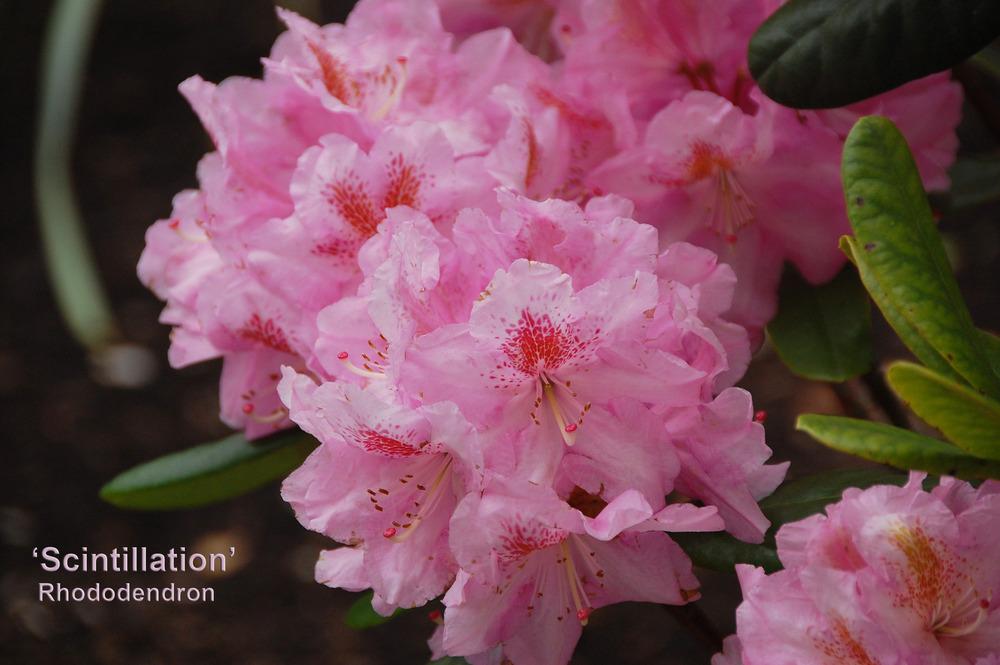 Photo of Dexter Rhododendron (Rhododendron 'Scintillation') uploaded by Mikey