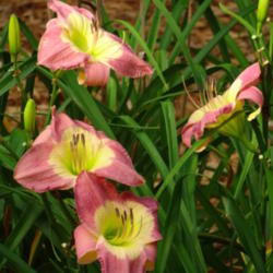 Location: Sheri's healing flower garden
Date: 2015-06-11
Good bloomer, blooms late for me.
