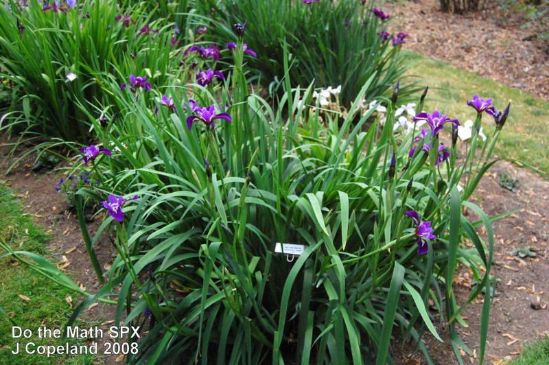 Photo of Species X Iris (Iris x robusta 'Do the Math') uploaded by coboro