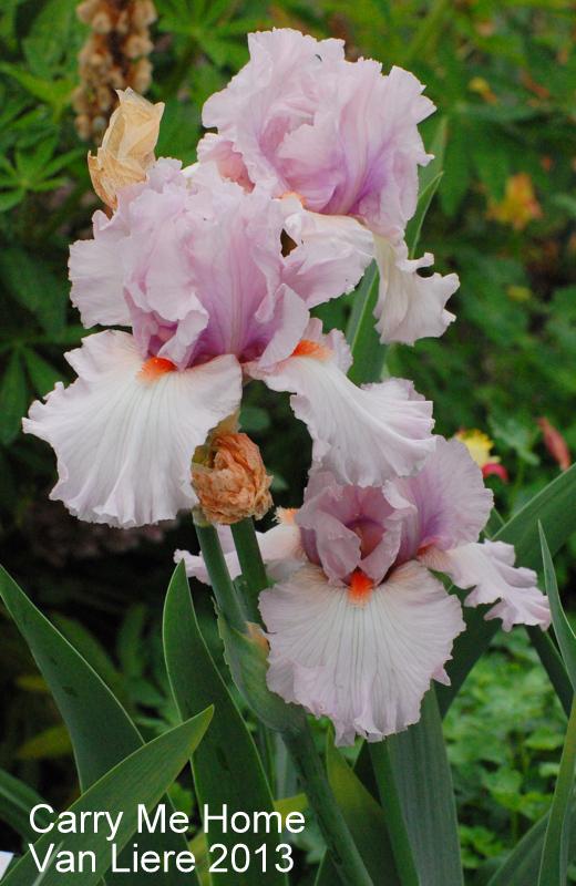 Photo of Tall Bearded Iris (Iris 'Carry Me Home') uploaded by coboro