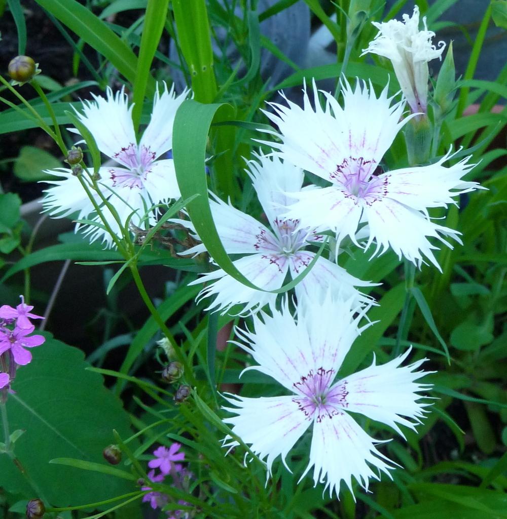 Photo of Dianthus uploaded by gardengus