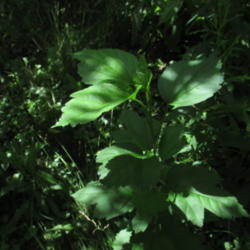 Location: my garden Indiana
Date: 2015-06-25
 Young Bush ,thornless Black Raspberry