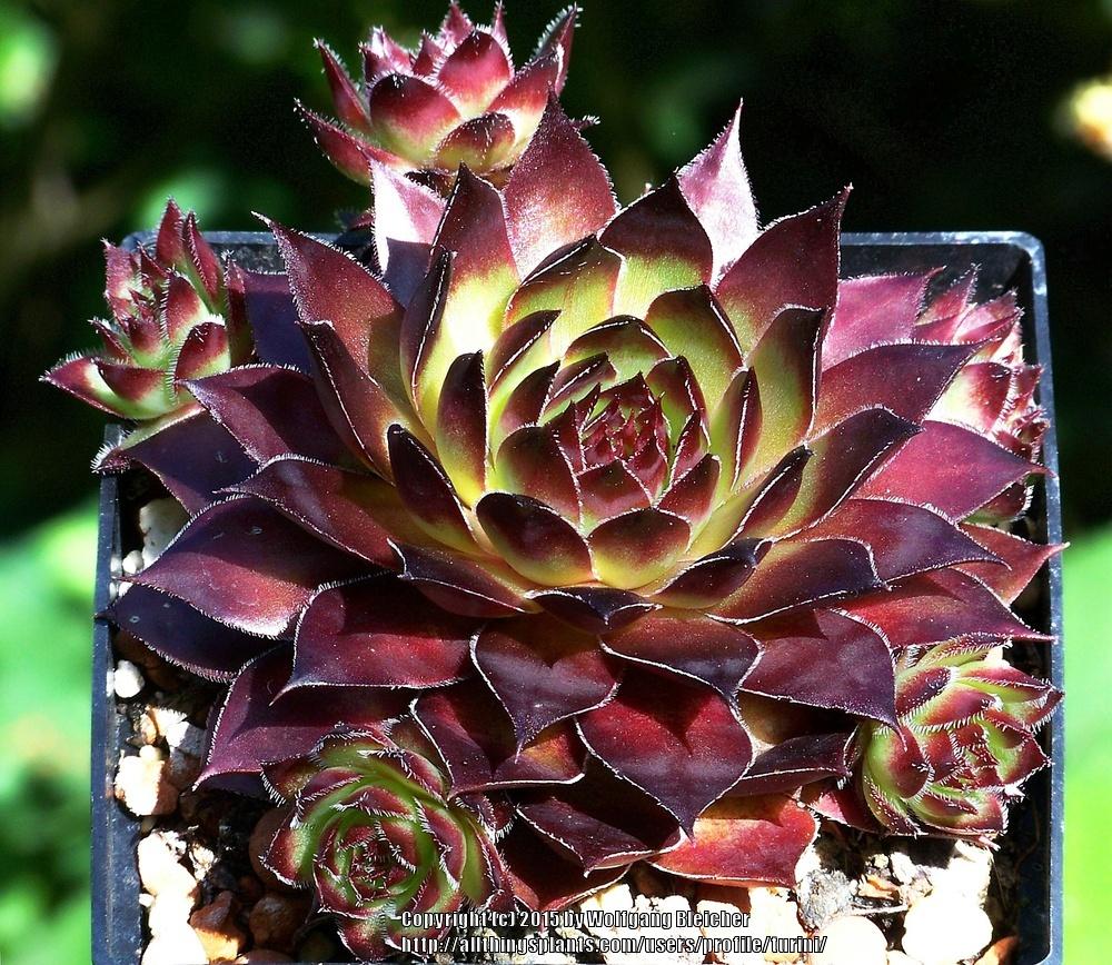 Photo of Hen and Chicks (Sempervivum 'Bitter Chocolate') uploaded by turini