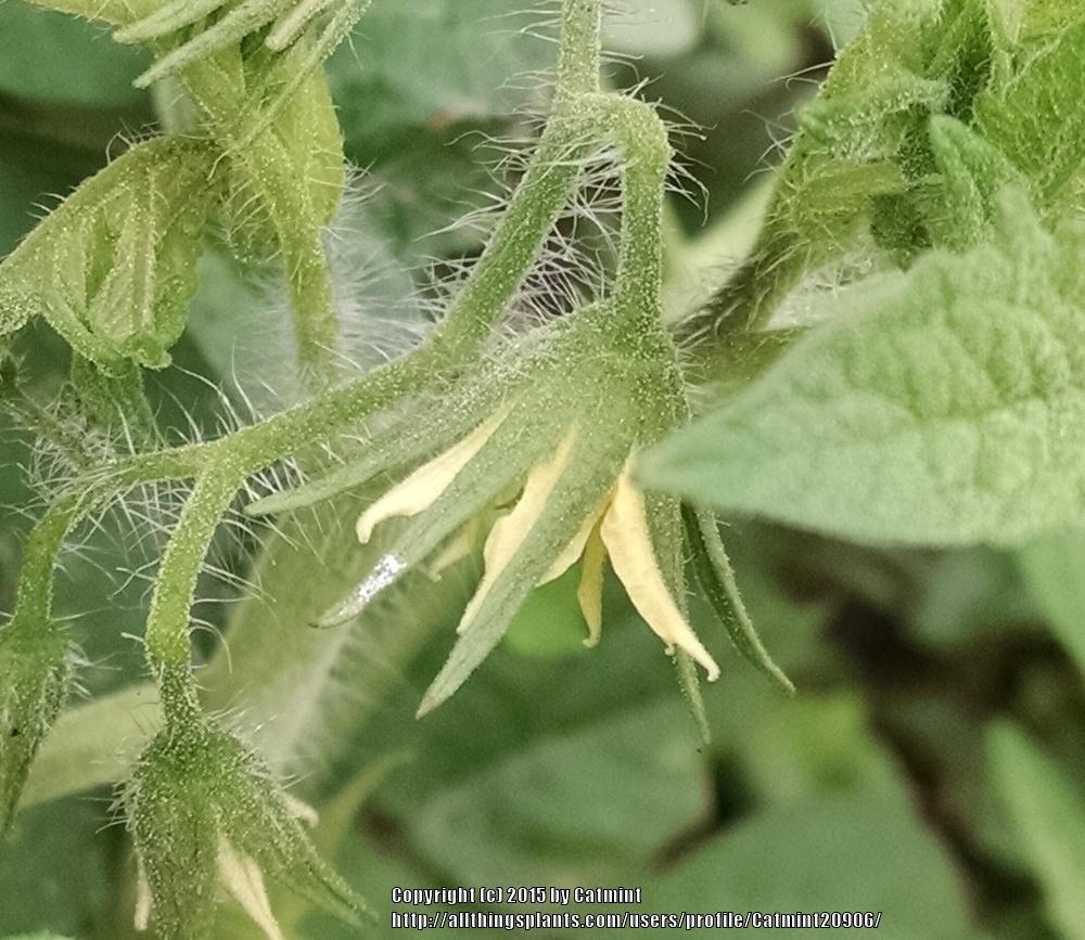 Photo of Tomato (Solanum lycopersicum 'Sungold') uploaded by Catmint20906