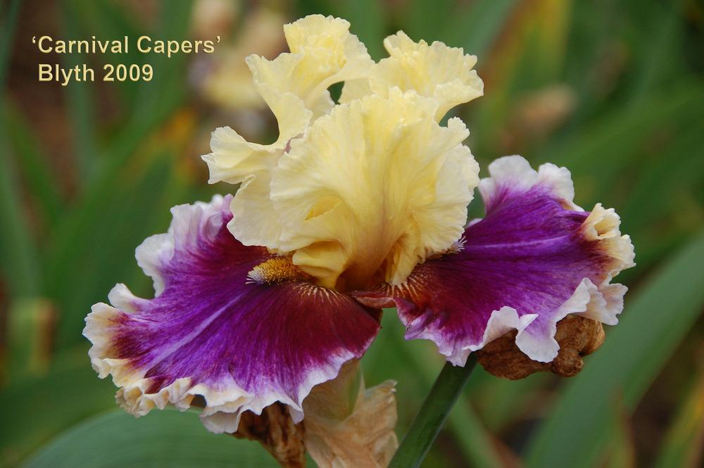 Photo of Tall Bearded Iris (Iris 'Carnival Capers') uploaded by Mikey