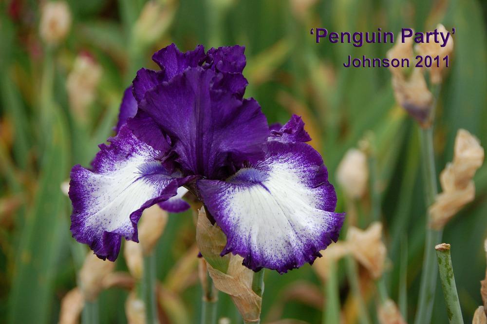 Photo of Tall Bearded Iris (Iris 'Penguin Party') uploaded by Mikey
