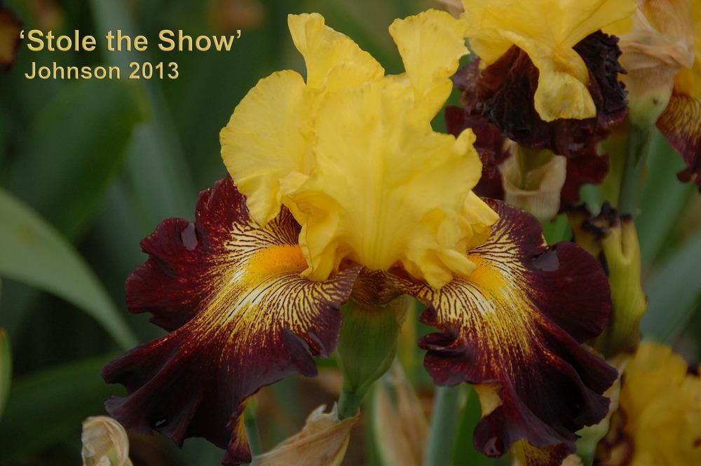 Photo of Tall Bearded Iris (Iris 'Stole the Show') uploaded by Mikey