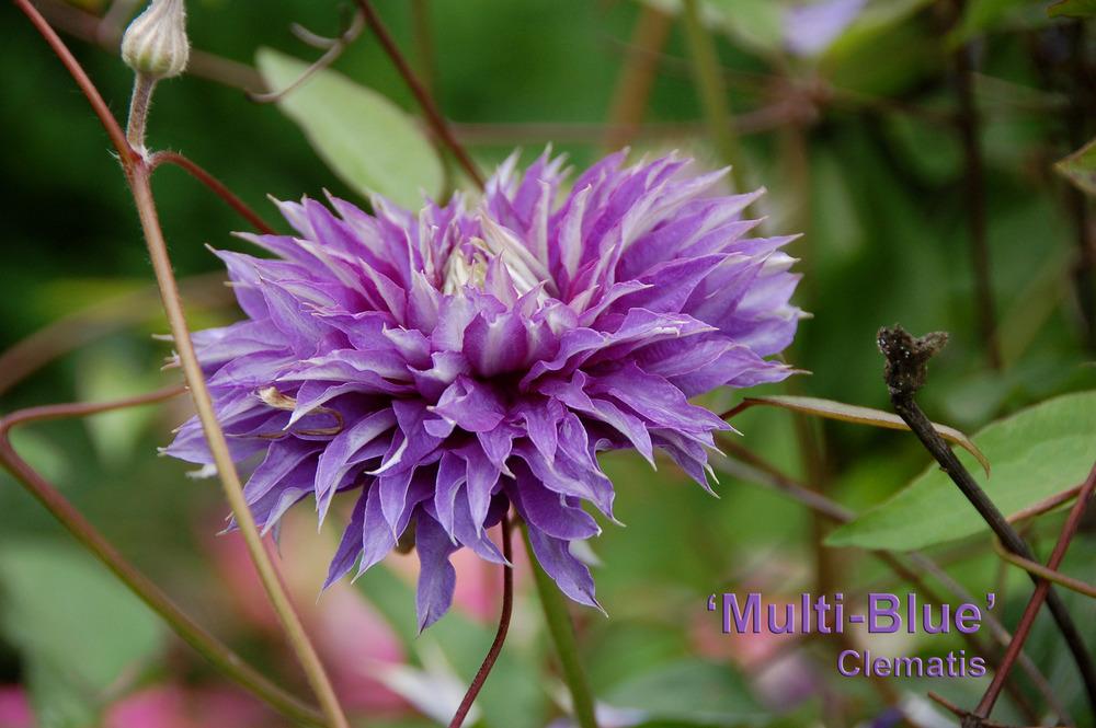 Photo of Clematis 'Multi Blue' uploaded by Mikey