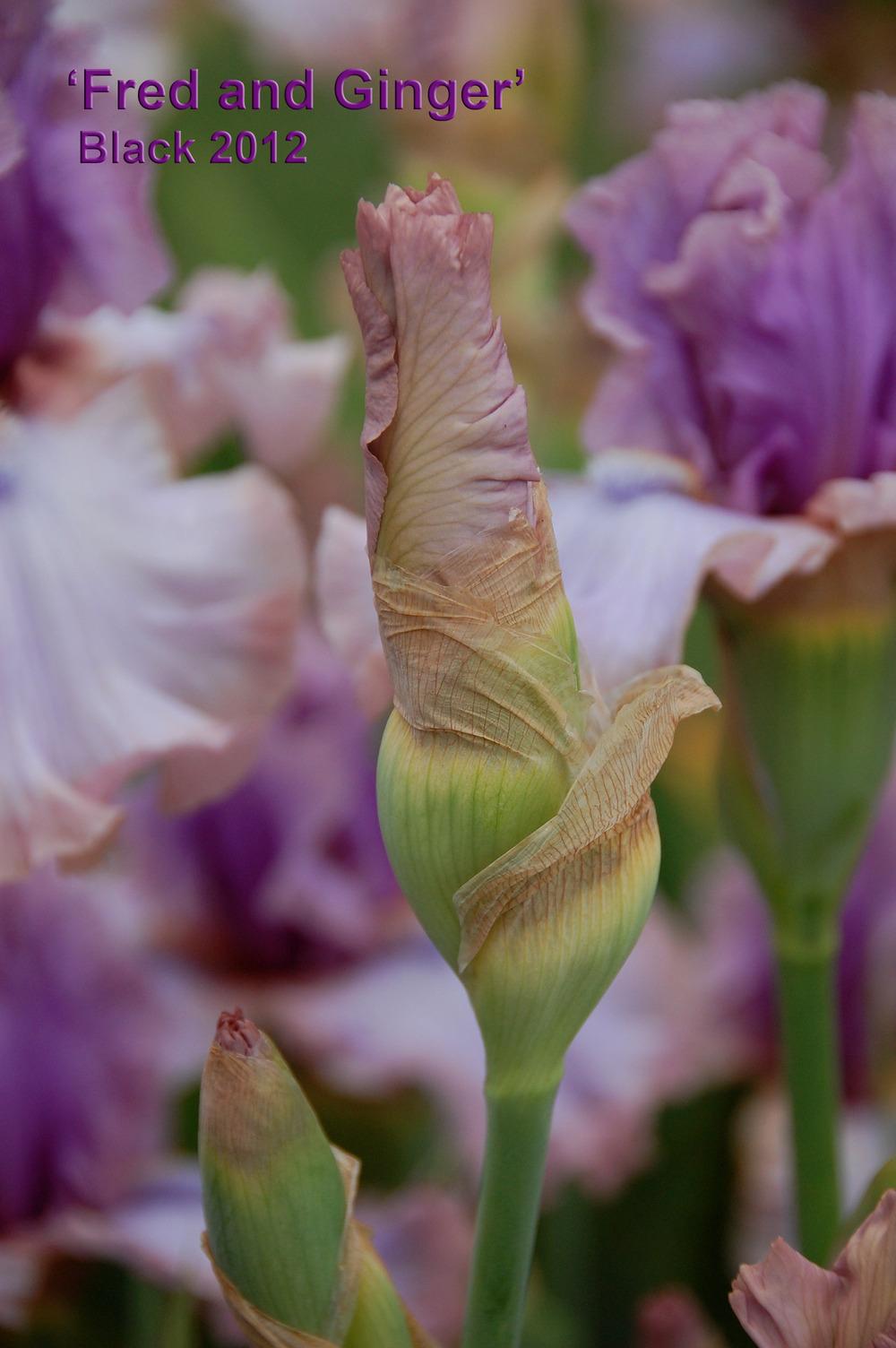 Photo of Tall Bearded Iris (Iris 'Fred and Ginger') uploaded by Mikey