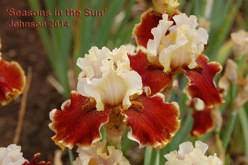 Photo of Tall Bearded Iris (Iris 'Seasons in the Sun') uploaded by Mikey
