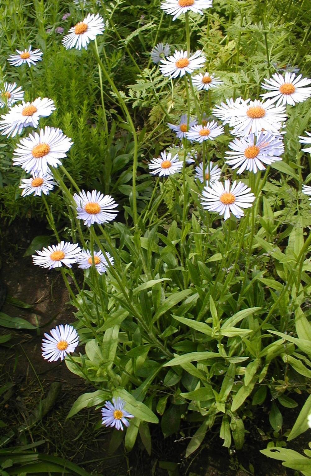 Photo of Alpine Aster (Aster alpinus) uploaded by admin