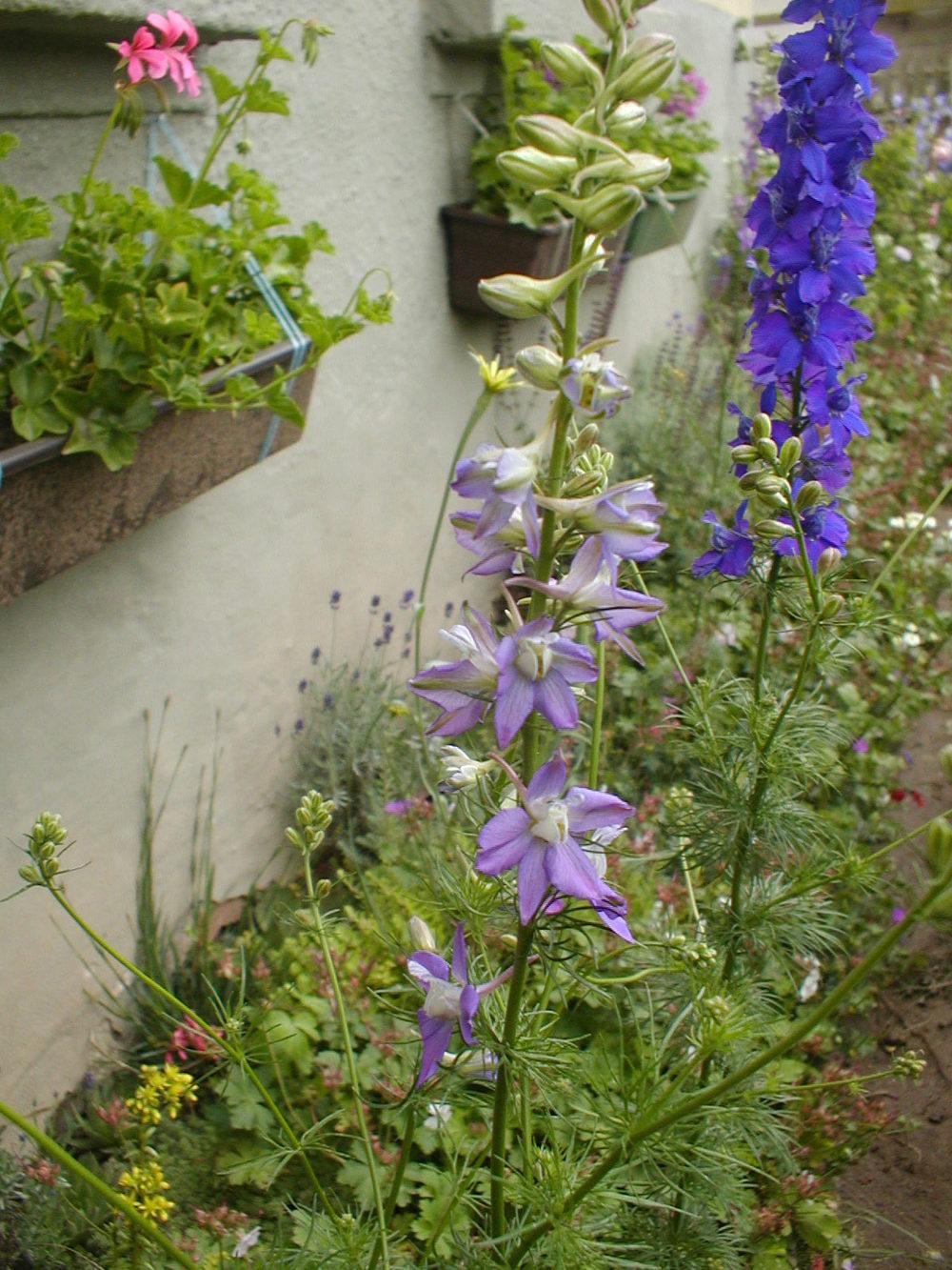 Photo of Larkspur (Consolida ajacis) uploaded by admin