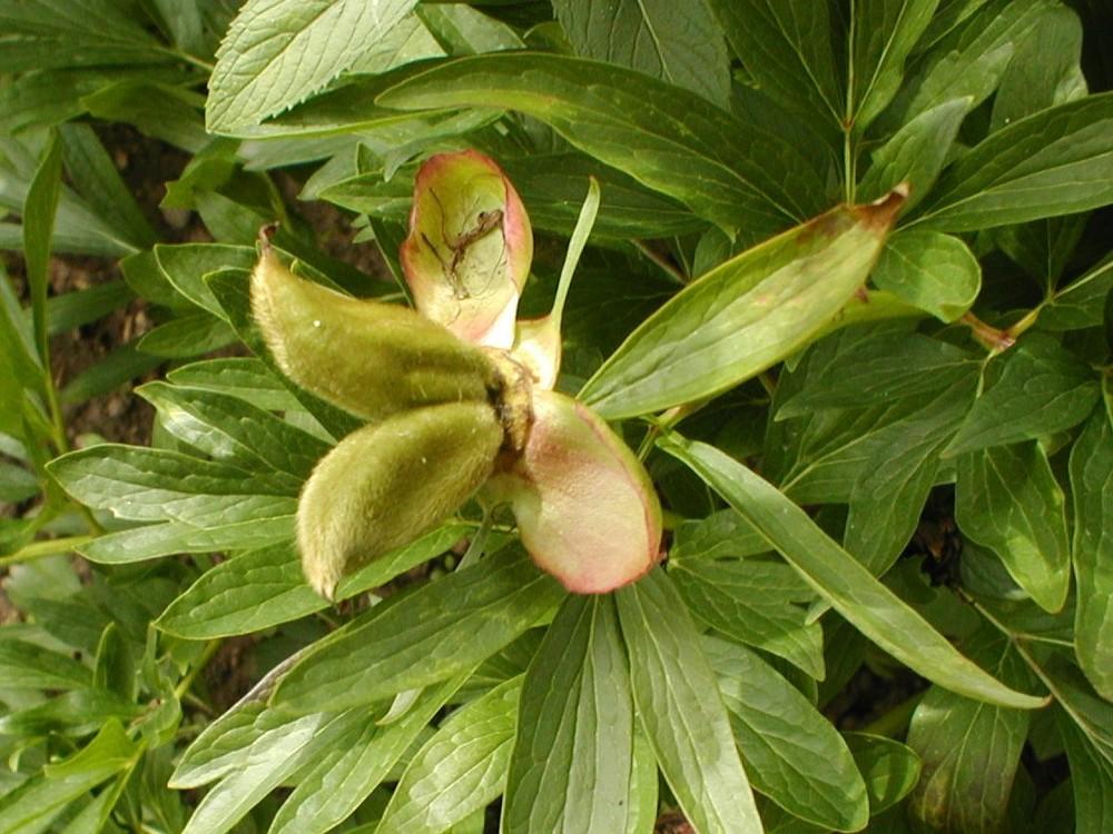 Photo of Paeony (Paeonia officinalis 'Rubra Plena') uploaded by admin
