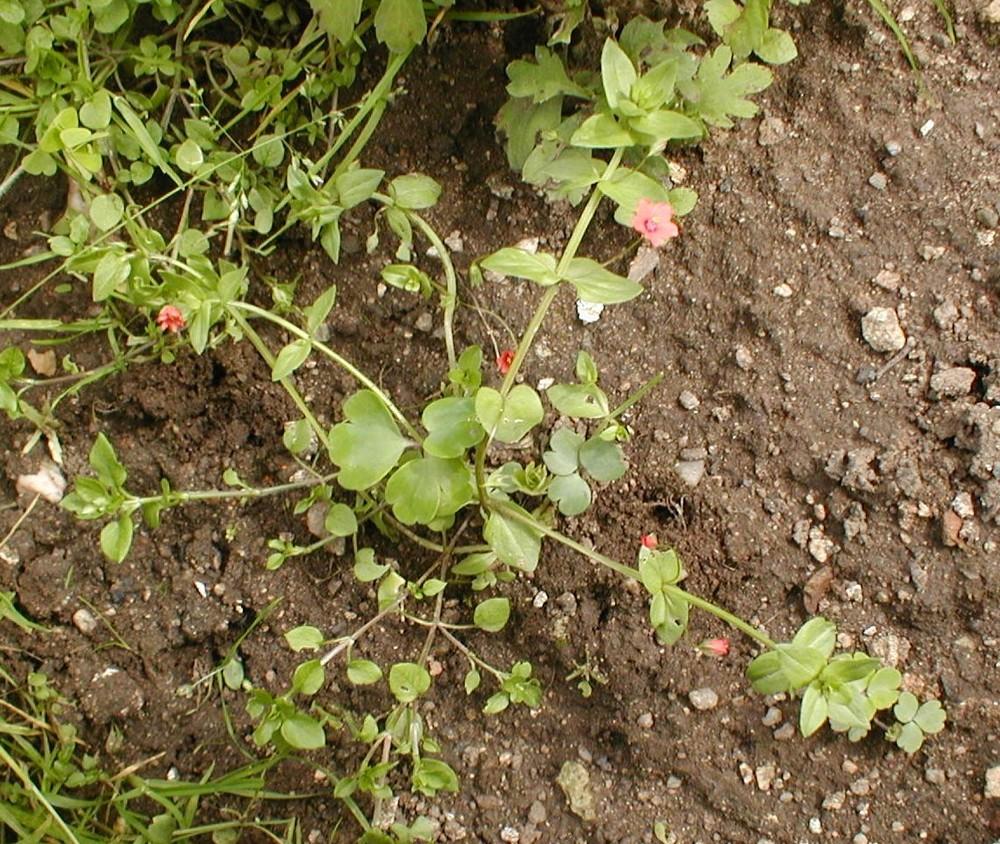 Photo of Scarlet Pimpernel (Lysimachia arvensis) uploaded by admin