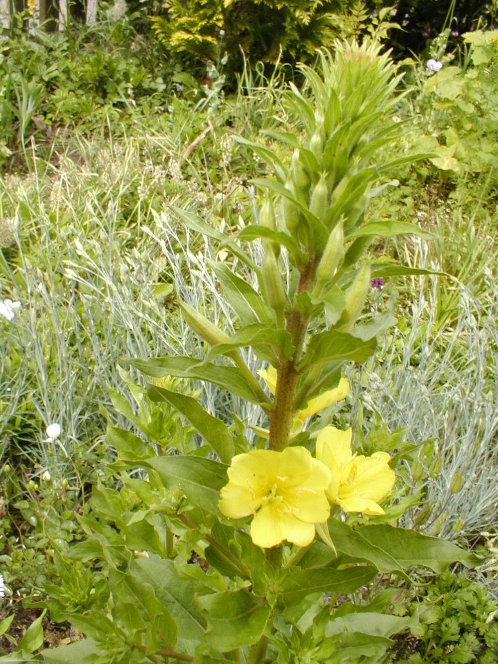 Photo of Common Evening Primrose (Oenothera biennis) uploaded by admin