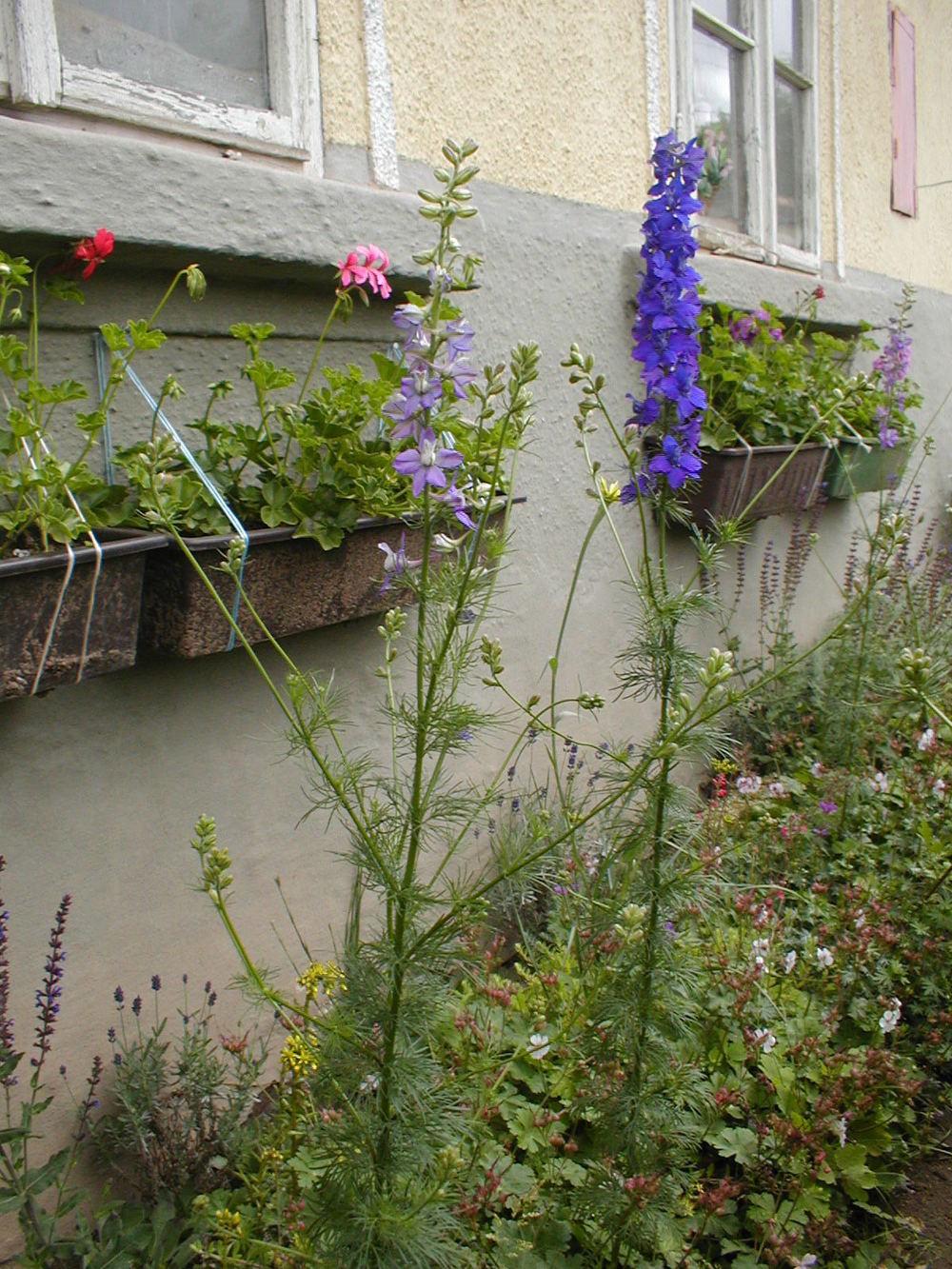 Photo of Larkspur (Consolida ajacis) uploaded by admin