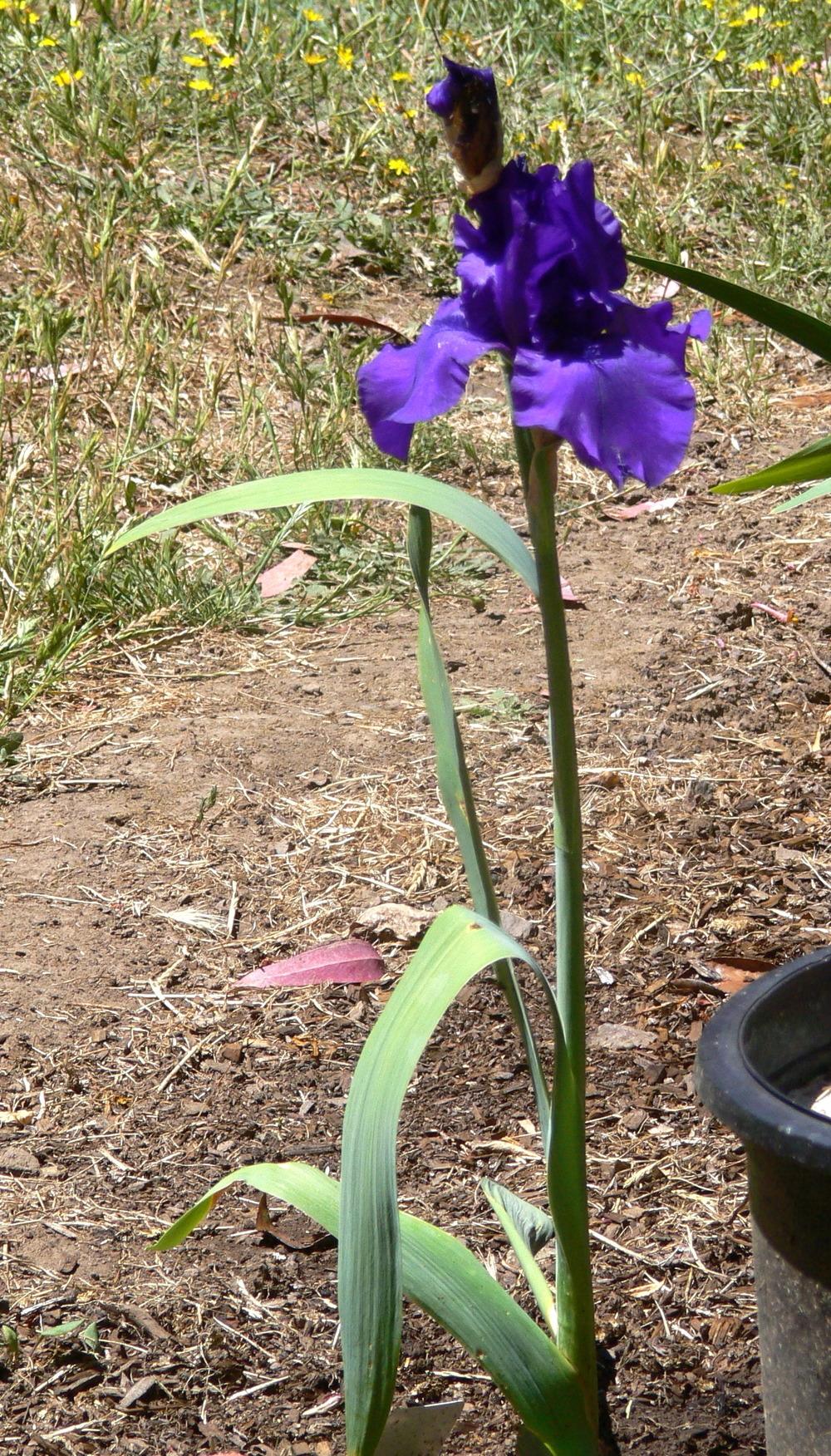 Photo of Tall Bearded Iris (Iris 'Dusky Challenger') uploaded by janwax