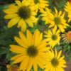 BOLD YELLOW WITH LARGE BLOOMS!....STANDS OUT ANYWHERE!