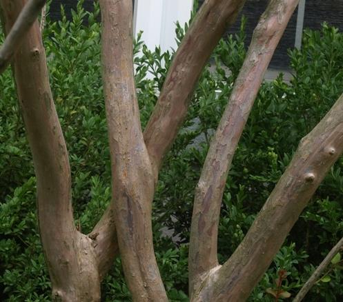 Photo of Crape Myrtle (Lagerstroemia indica 'Rubra') uploaded by plantrob