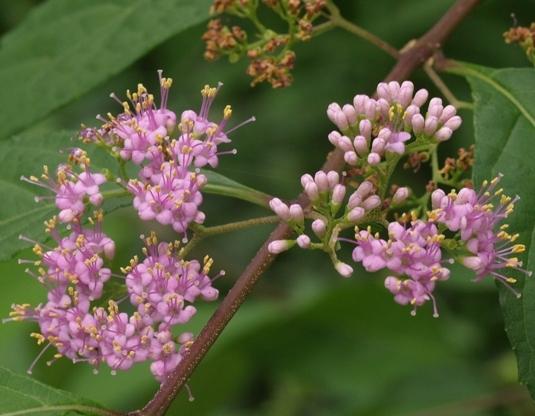 Photo of Japanese Beautyberry (Callicarpa japonica) uploaded by plantrob