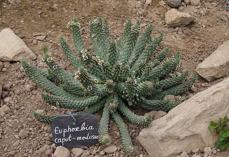 Photo of Medusa Head (Euphorbia caput-medusae) uploaded by robertduval14