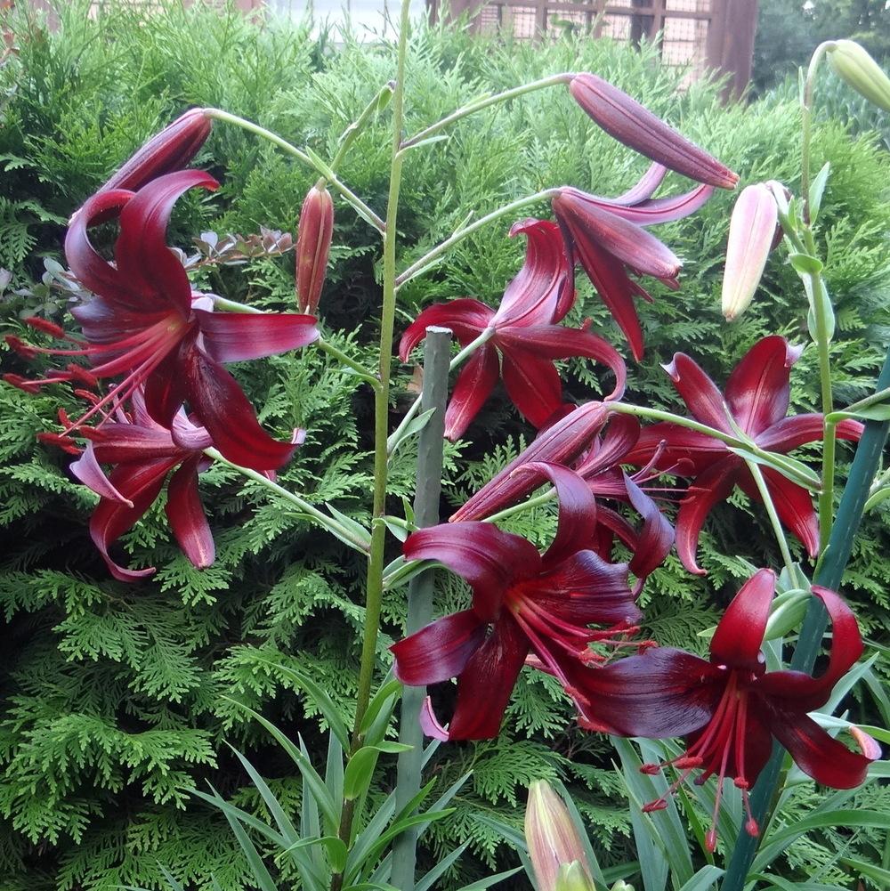 Photo of Lily (Lilium 'Night Flyer') uploaded by stilldew