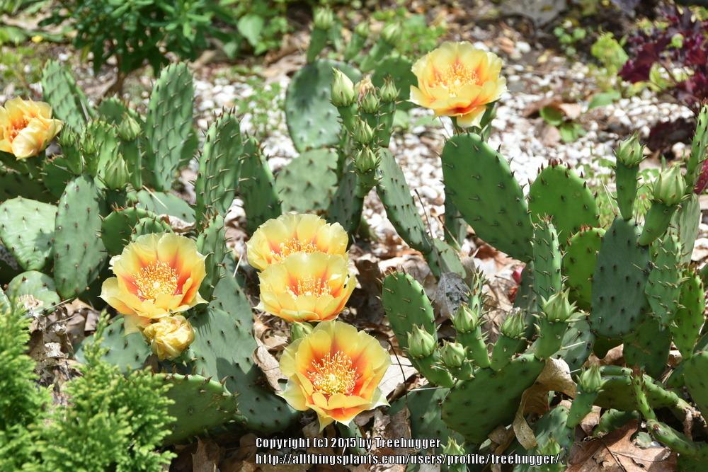 Photo of Eastern Prickly Pear (Opuntia humifusa) uploaded by treehugger