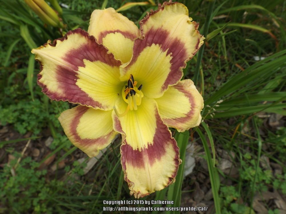 Photo of Daylily (Hemerocallis 'Violet Stained Glass') uploaded by Cat