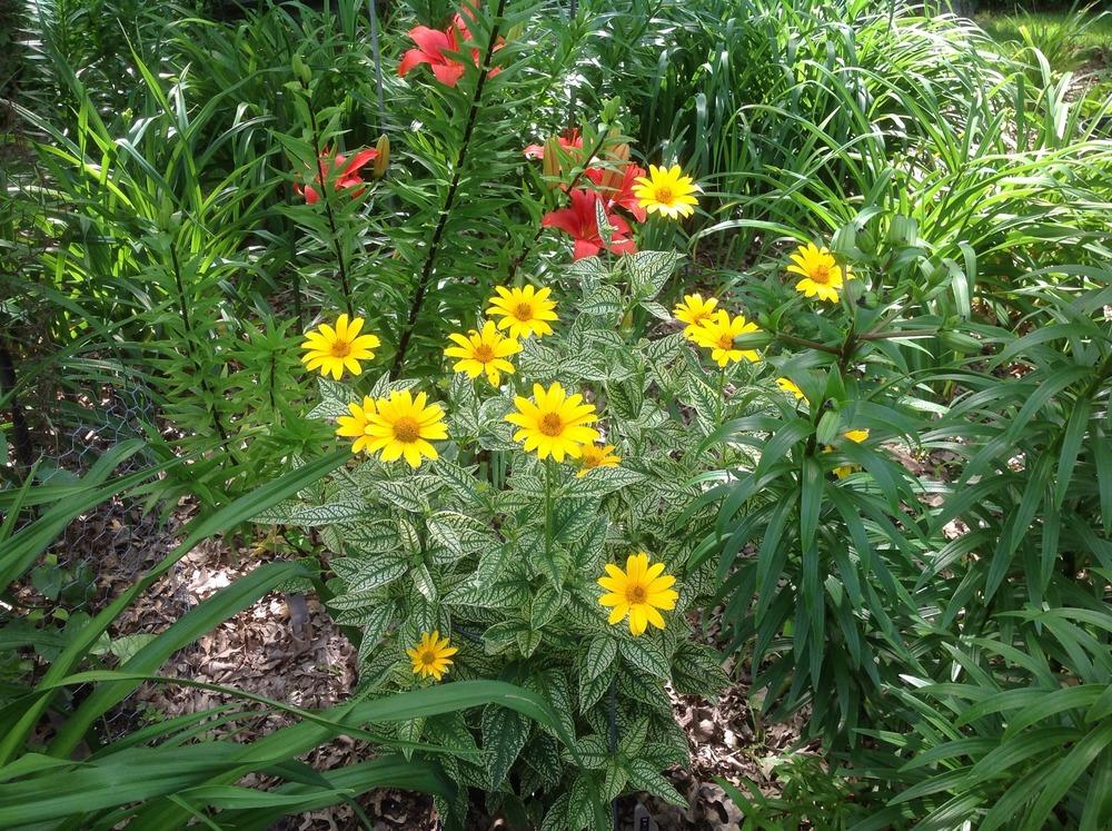 Photo of False Sunflower (Heliopsis helianthoides var. scabra Loraine Sunshine) uploaded by Cookies4kids