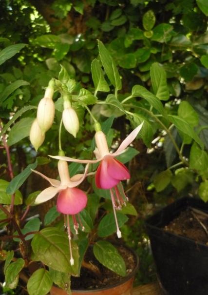 Photo of Lady's Eardrops (Fuchsia 'Gloriant') uploaded by Cvenol