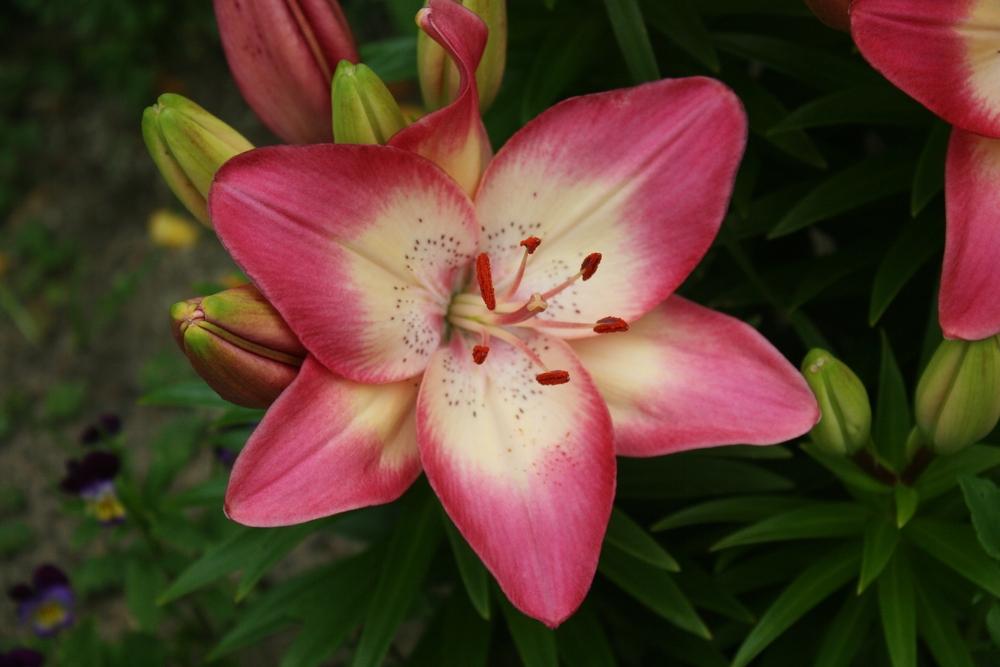 Photo of Lily (Lilium 'Tiny Dancer') uploaded by Daylilybaby