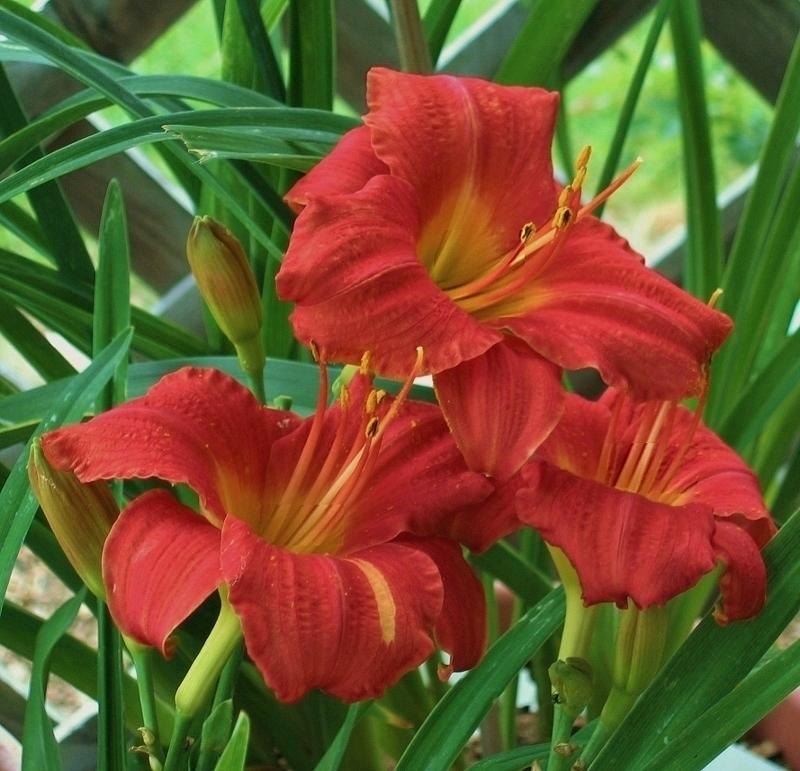 Photo of Daylily (Hemerocallis 'Mexican Maiden') uploaded by Maryl