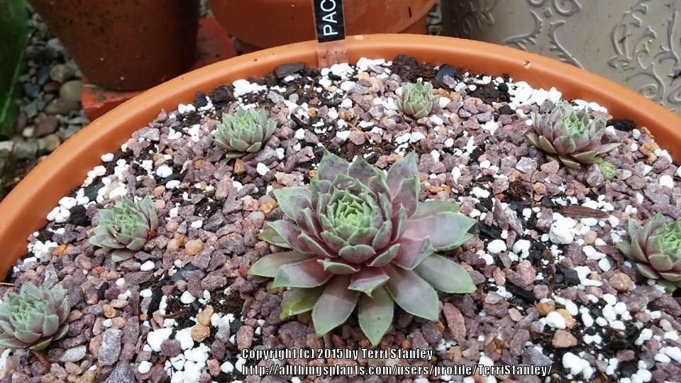 Photo of Hen and Chicks (Sempervivum 'Pacific Blue Ice') uploaded by TerriStanley